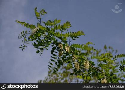 Beautiful white blooming acacia in the blue sky with white clouds background, Sofia, Bulgaria