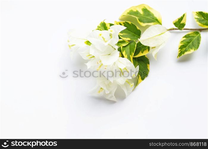 Beautiful white bougainvillea flower on white background.