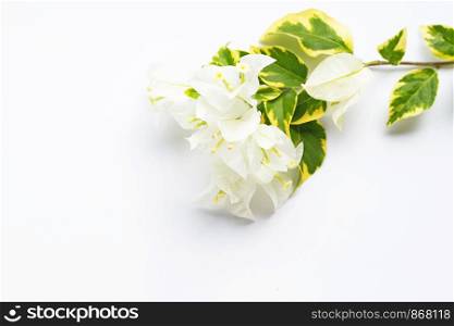 Beautiful white bougainvillea flower on white background.