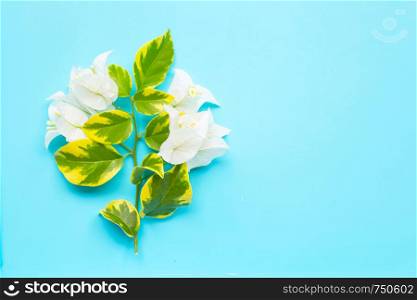 Beautiful white bougainvillea flower with green yellow leaves on blue background. Top view