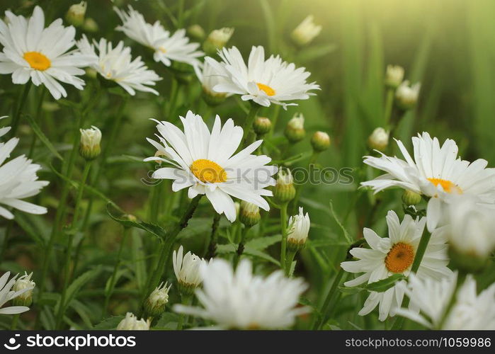 Beautiful white camomiles or daisies on a green meadow .. Beautiful white camomiles or daisies on a green meadow