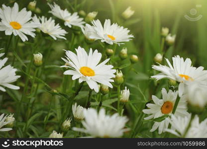 Beautiful white camomiles or daisies on a green meadow .. Beautiful white camomiles or daisies on a green meadow