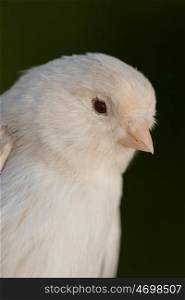 Beautiful white canary with a nice plumage