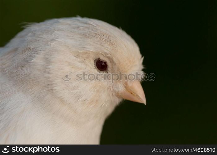 Beautiful white canary with a nice plumage