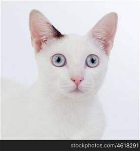 Beautiful white cat with blue eyes and pink nose