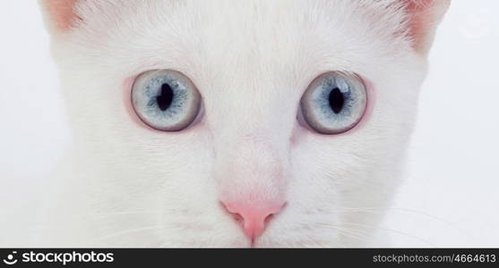 Beautiful white cat with blue eyes and pink nose
