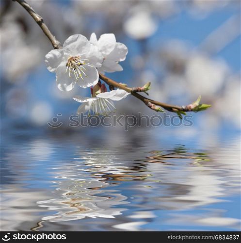 Beautiful white cherry flowers against the blue sky reflected in the water surface with small waves