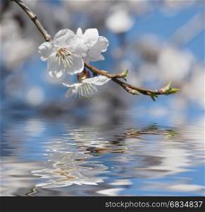 Beautiful white cherry flowers against the blue sky reflected in the water surface with small waves