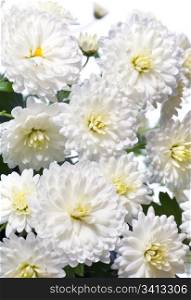 Beautiful white chrysanthemum flower (autumn vivid background)