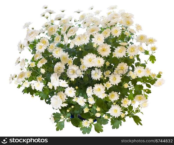 Beautiful white chrysanthemum in flowerpot isolated on white background