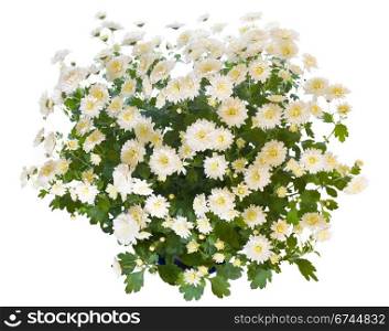 Beautiful white chrysanthemum in flowerpot isolated on white background