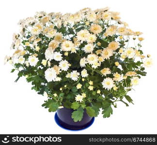 Beautiful white chrysanthemum in flowerpot isolated on white background