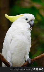 Beautiful white Cockatoo, Sulphur-crested Cockatoo (Cacatua galerita), breast profile