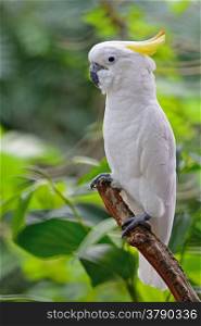 Beautiful white Cockatoo, Sulphur-crested Cockatoo (Cacatua galerita), side profile