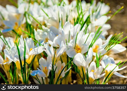 Beautiful white crocus lit by sunlight