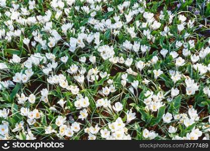 Beautiful white crocuses (macro) in the spring time. Nature background.