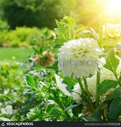 beautiful white dahlia flower at dawn