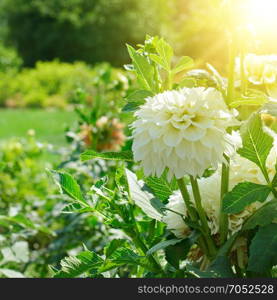 beautiful white dahlia flower at dawn