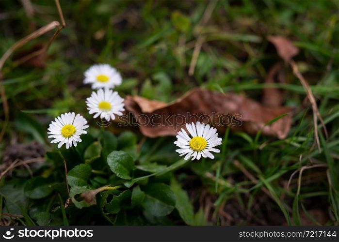 Beautiful white daisies on a green meadow. Close-up. Beautiful white daisies on a green meadow. Close-up.
