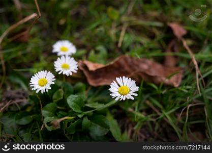 Beautiful white daisies on a green meadow. Close-up. Beautiful white daisies on a green meadow. Close-up.