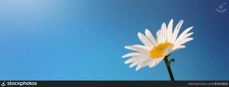 beautiful white daisy covered with dew in sunlight in blue sky background 