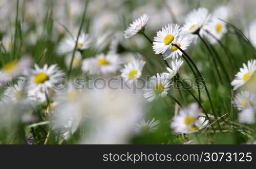 Beautiful white daisy growing in a summer garden.(Leucanthemum vulgare)