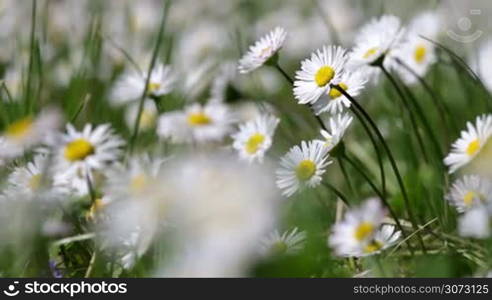 Beautiful white daisy growing in a summer garden.(Leucanthemum vulgare)