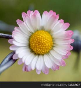 beautiful white daisy in the garden in springtime, flower with white petals