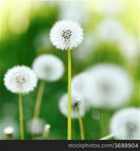 Beautiful white dandelion flowers close-up