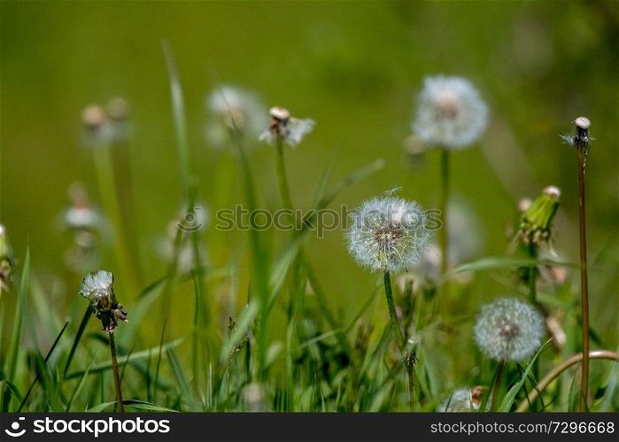 Beautiful white dandelion flowers in green grass. Meadow with dandelion flowers. Field flowers. Deflorate dandelions. Nature field flowers in meadow. 