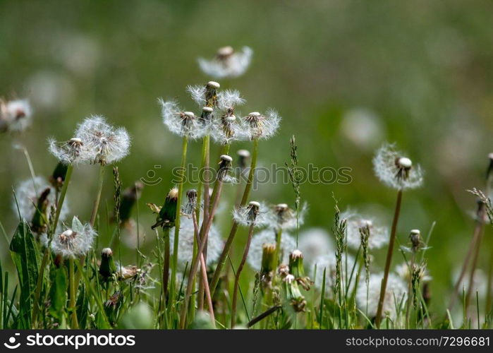 Beautiful white dandelion flowers in green grass. Meadow with dandelion flowers. Field flowers. Deflorate dandelions. Nature field flowers in meadow. 