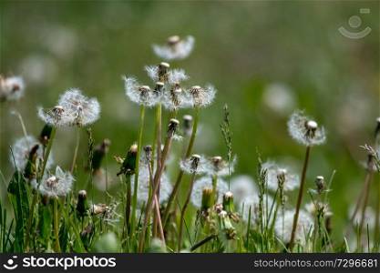 Beautiful white dandelion flowers in green grass. Meadow with dandelion flowers. Field flowers. Deflorate dandelions. Nature field flowers in meadow. 
