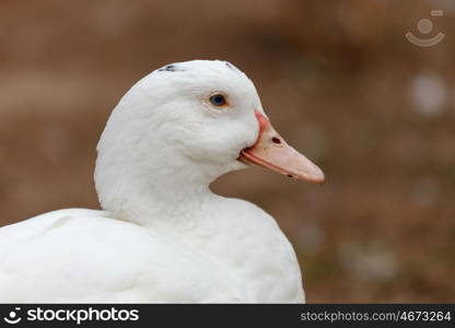 Beautiful white duck walking in a park