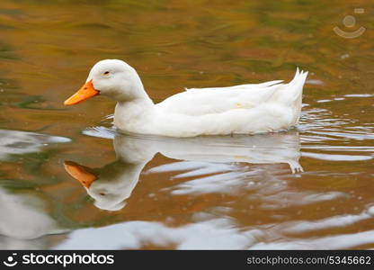 Beautiful white duck with orange peak swimming in a lake