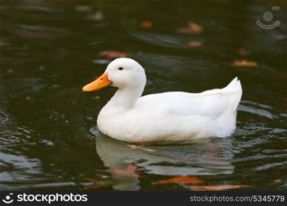 Beautiful white duck with orange peak swimming in a lake