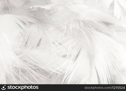 Beautiful white feather wooly pattern texture background