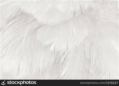 Beautiful white feather wooly pattern texture background
