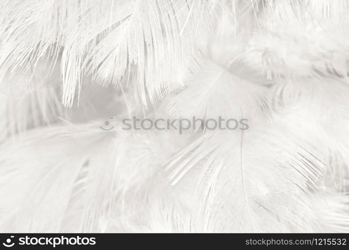 Beautiful white feather wooly pattern texture background