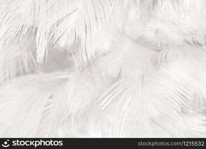 Beautiful white feather wooly pattern texture background