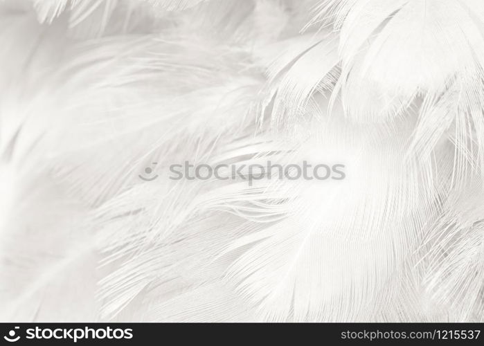 Beautiful white feather wooly pattern texture background