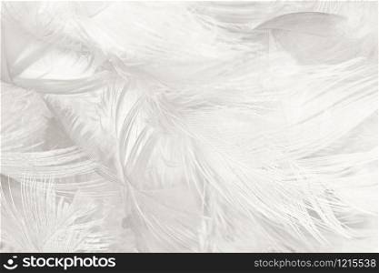Beautiful white feather wooly pattern texture background