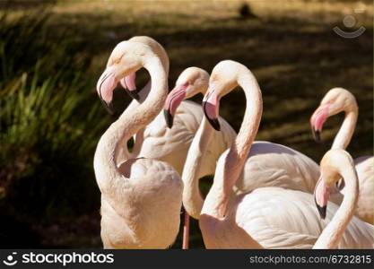 Beautiful white flamingos enjoying the warm morning sun