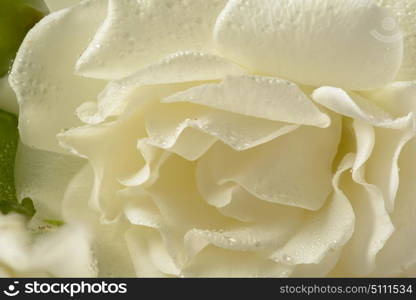 beautiful white flower . beautiful white rose macro cle up photography