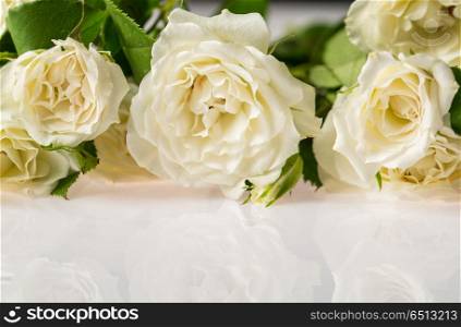 beautiful white flower . beautiful white rose macro close up photography