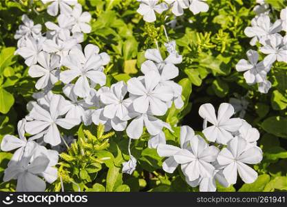 Beautiful white flower blooming in the garden with morning sunlight, Cape Plumbago, Cape Leadwort or Blue Plumbago flower, Top view, closeup.