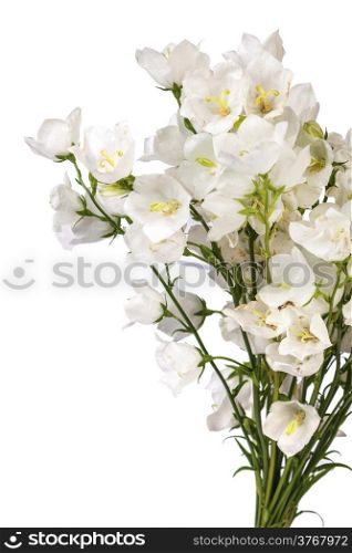 Beautiful white flowers background on a white background