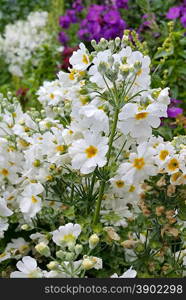 Beautiful white flowers closeup