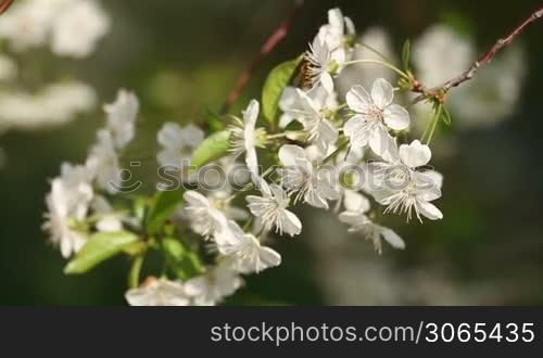 Beautiful white flowers in close up with bee