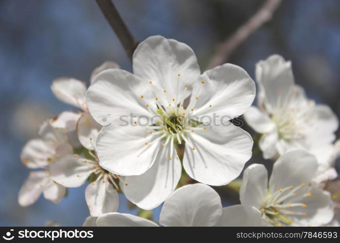 beautiful white flowers of blossoming cherry-tree in the spring