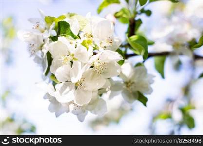 Beautiful white flowers on an apple tree branch against a blurred garden. Spring, flowering. Beautiful white flowers on an apple tree branch against a blurred garden. Spring, flowering.